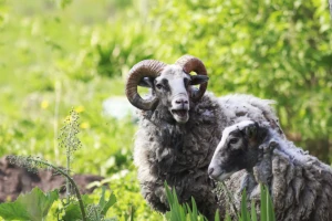 Ne za veštačko osemenjivanje ovaca