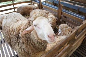 Kodiranim bojama i uređajima za praćenje bore se protiv krađe ovaca