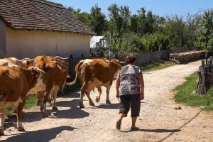 Stočari još uvek nisu dobili novac za subvencije za 2018. godinu