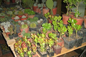 Plastenik u Vrbasu sa 8.000 kaktusa