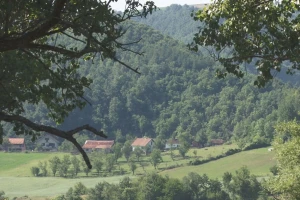 U Srbiji pod šumom 30 odsto, a u Vojvodini svega šest procenata
