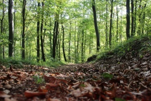 Svetski je dan šuma - ključna je njihova obnova