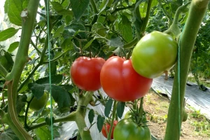 Sprečite pucanje plodova paradajza određenim agrotehničkim merama