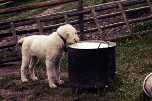 Šta jede šarplaninac, a šta pulin?