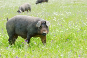 Pata negra ili kako Španija štiti svoju crnu iberijsku svinju