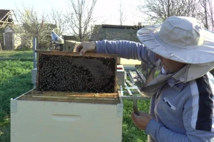 Pčele su ugrožene najviše pesticidima