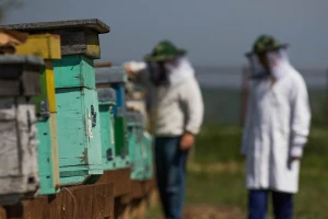 Nekoliko hiljada evra godišnje minimum za ulaganje u pčelarenje