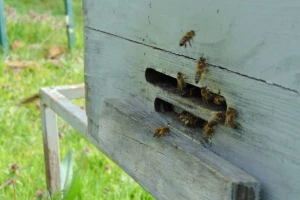 SPOS: Potrebna globalna strategija za zaštitu pčela