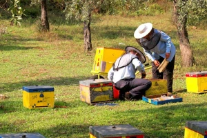 Pčelari na mukama: kako sprečiti trovanje pčela?