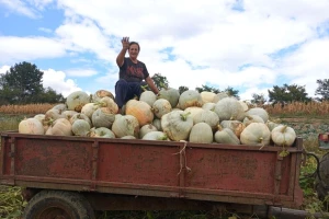 Bele pečenke sađene na "krtičnjake" teške i do 40 kilograma