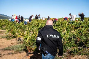Za berbu grožđa im obećali dnevnicu od 60 evra, a onda ih pretvorili u robove