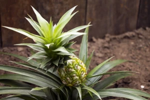 Kako da zasadite ananas u kućnim uslovima?