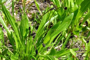Lekovita uskolisna bokvica: Biljka buntovnica prilagodljiva klimatskim promenama
