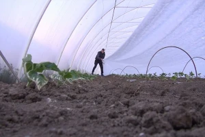 Složnim radom braća Panić odolevaju izazovima povrtarske proizvodnje