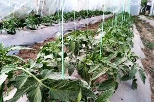 Između dva zalivanja povežite biljke i provetravajte plastenik