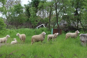 Telad u Šumadiji 700 din/kg, u Čačku pojeftinila prasad, poskupela jagnjad