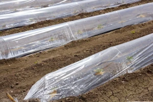 Sve što treba da znate o plastičnim tunelima za ranu proizvodnju povrća