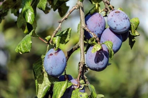 Prodavati šljivu ili proizvoditi rakiju?