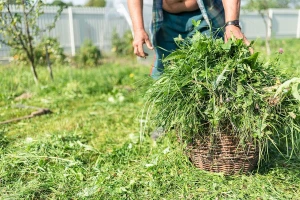 Šta sa pokošenom travom? Napravite od nje fermentisano đubrivo