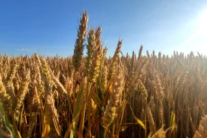 Površina za uzgoj pšenice dosegla novi rekord u Švedskoj