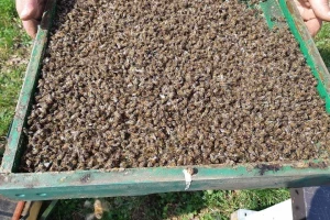 Pomor pčela u Kikindi: Stradali rojevi u stotinama košnica
