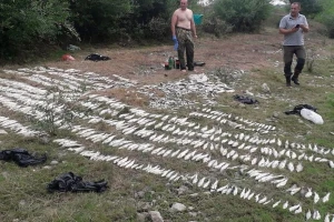 U Kolubari uginulo više od pola tone ribe, zagađenje zahvatilo i rečni tok