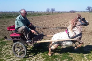 Poniji: Deluju umiljato, ali su vrlo izdržljivi. Teže do 200 kg, služili kao radna snaga