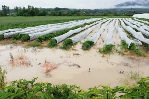 Vanredna situacija u selima Priboja, poplavljeno jedno kod Leskovca