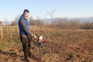 Koje sorte grožđa su tražene na tržištu i kako ih gajiti?
