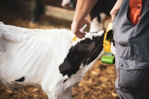 Potrošnja antibiotika u stočarstvu mogla bi da poraste gotovo 30% do 2040. godine