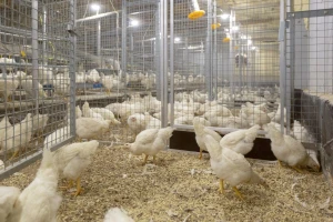 Strukturna hrana De Heusa - predvidivost u proizvodnji i bolje zdravstveno stanje živine