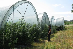Tunelski sistem gajenja maline daje rezultate
