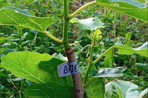 Praktični saveti: Kako uspešno kalemiti smokvu?
