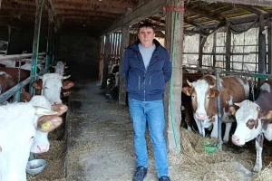 Preko noći otkazali otkup mleka - ugrožena mu egzistencija