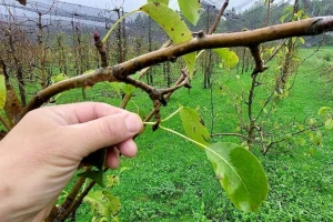 Nakon završene berbe, vreme je da prihranite voćke