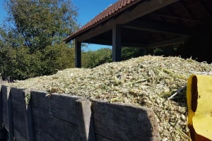 Greške prilikom siliranja i oko broja obroka za goveda