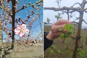 Produženo cvetanje i padavine: Veliki rizik od monilioze