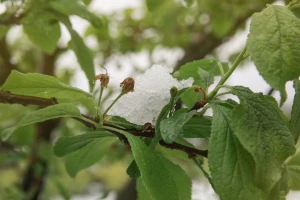 Kako će se niske temperature odraziti na voćke?