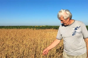 Čemu mogu da se nadaju proizvođači spelte nakon žetve?