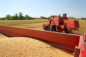 U Srbiji se proizvodi GMO hrana uprkos zabrani
