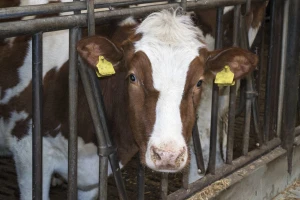 Usaglašavanje veterinarskih sertifikata sa Kosovom