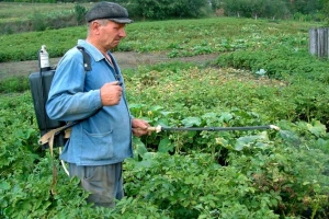 Hitno suzbiti moljca na krompiru