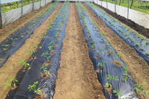 Prva sadnja u plasteniku? Izbegnite greške koje koštaju prinosa