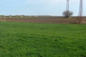 Srednji Banat: različite faze razvoja pšenice