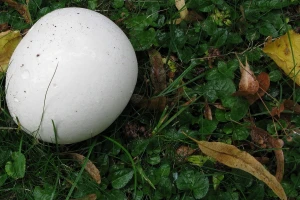 Ubrao puharku tešku 3,5 kilograma!