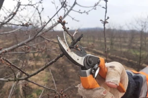Nepravilna rezidba utiče na širenje patogena