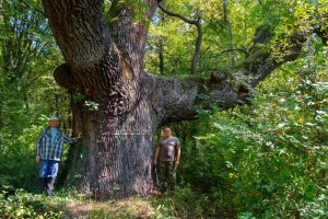 Spasili od seče preko 100.000 ha starih šuma - dobili posebnu nagradu Natura 2000