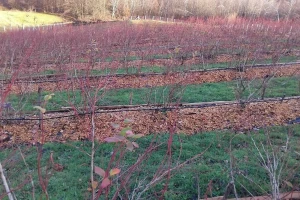 Radovi u zasadu borovnica tokom zime: Sečku oko stabala, a na nju foliju