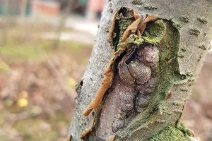 Sprečite rak kore jabuka treiranjem bakrom i krečom