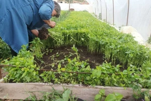 Do novog rekorda uz primenu "azbuke" o proizvodnji paprike